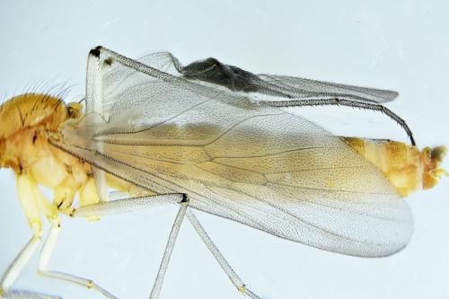 Réf. 275 968 : Sylvicola cinctus